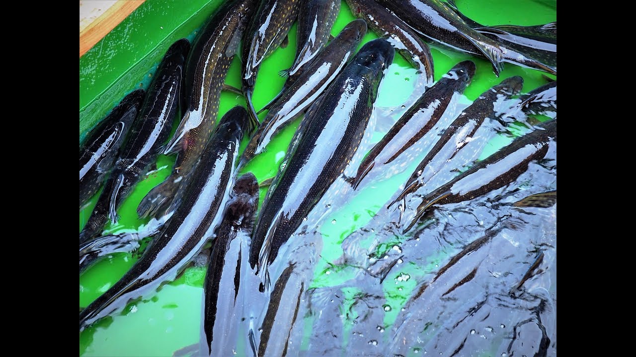 TARŁO SZCZUPAKA Odc.1- 