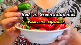 Red vs Green Jalapeños - What's the Difference?