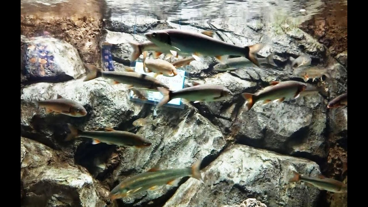 淡水魚水槽 ウグイ ハヤ さいたま水族館 Youtube