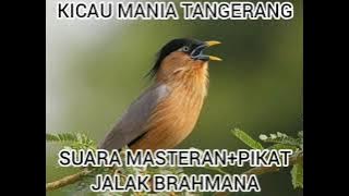 Suara Burung Jalak Brahmana Gacor Kemrewek