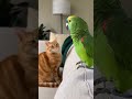 Parrot Teases the Cat, Cat Gets Annoyed