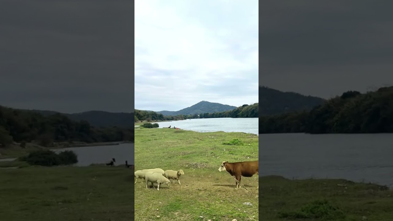 Это весело. Смешные животные.