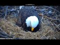 Nongame Wildlife Eagles St. Paul, Minnesota - 21 March 2022