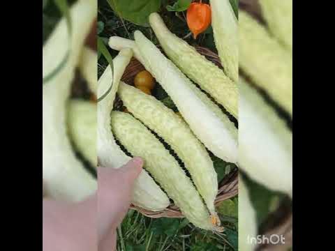 огурцы Белая анаконда - YouTube