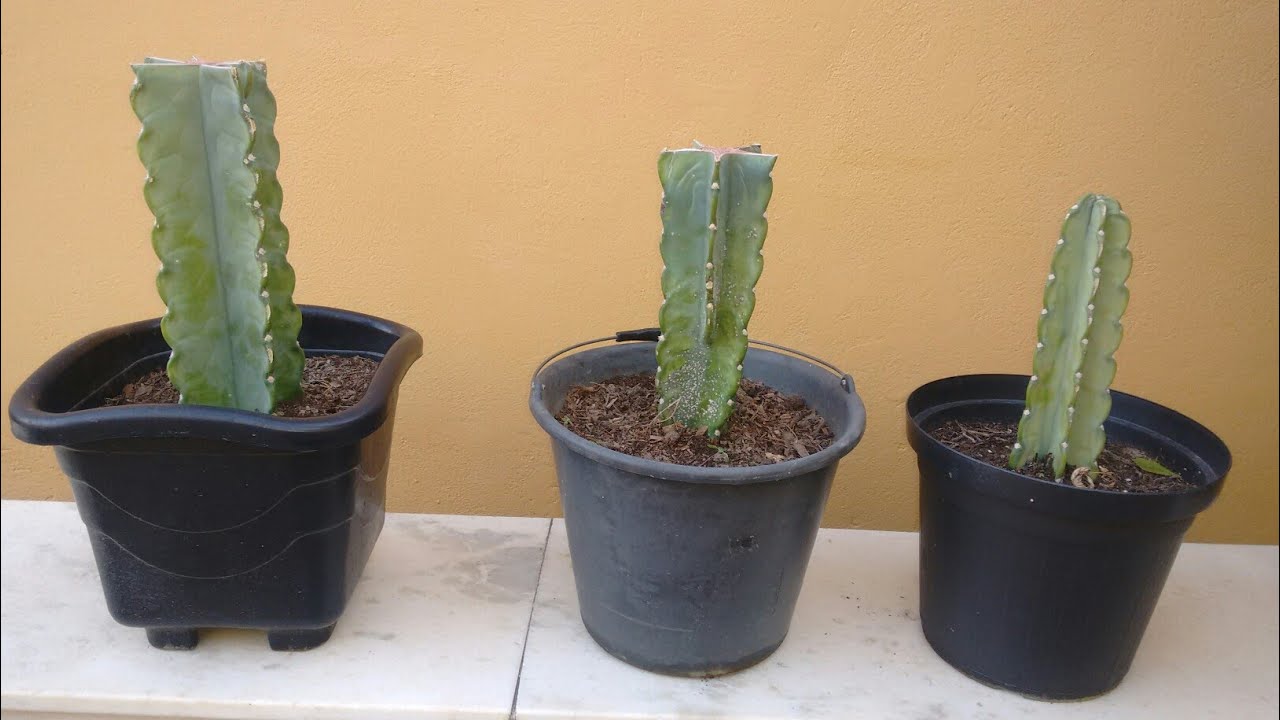 Cacto mandacaru como plantar e cuidar. Cacto mandacaru como plantar e cuidar.