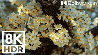 Nature & Flowers Movie 8K UHD | Peaceful scene, relaxing piano music, reduce stress, stop thinking