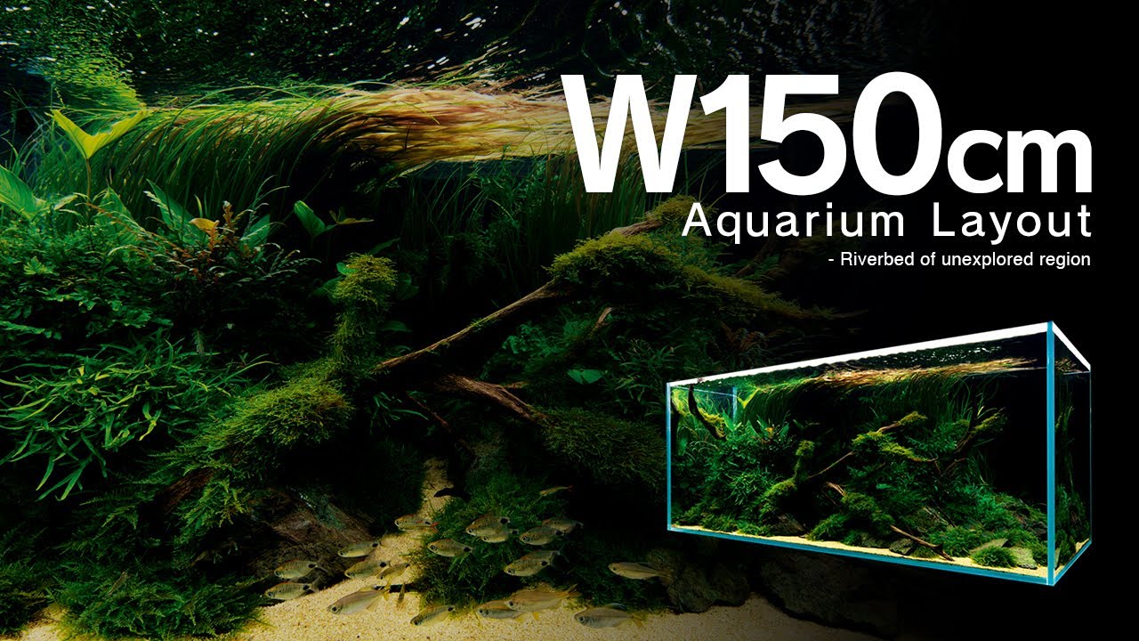 ADAview] Underwater Nature 水中の大自然 -W90cm NatureAquarium 