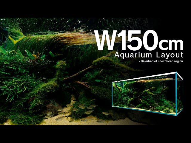 水槽 ada wabikusabase ADAview] Riverbed of unexplored region 秘境の川底 -W150cm Aquarium