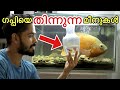 തിന്നുന്നത്..പല്ലി..പാറ്റ..വെട്ടിൽ..ചെറുമീനുകൾ😱| feeding my monsters fishes Kerala | live bait
