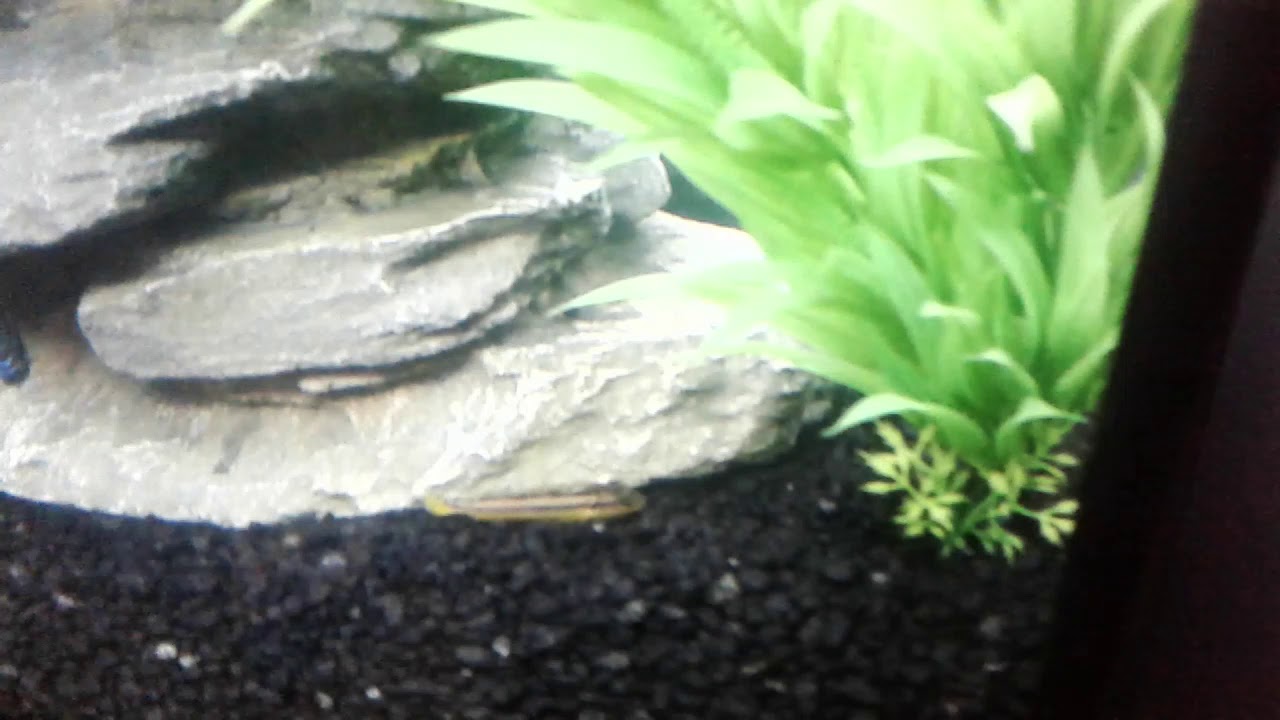 Why is my fish going up and down!!! - YouTube