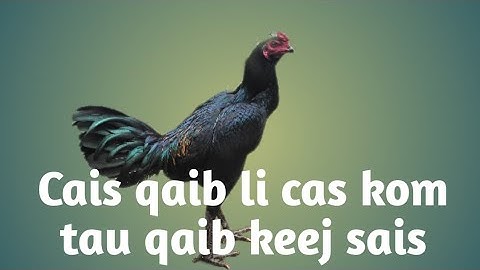 cais qaib li cas kom tau qaib keej sai tau mus ncaws yuav nyiaj sai