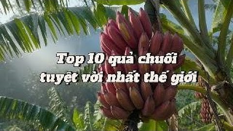 “Top 10 Quả Chuối Tuyệt Vời Nhất Thế Giới – Loại Thứ 1 Khiến Ai Cũng Sửng Sốt!”