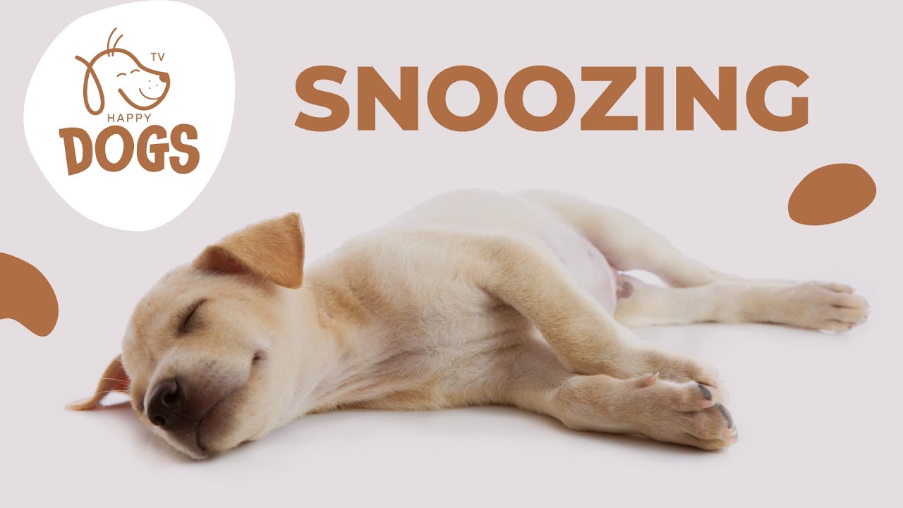 Calm Music For Dogs Peaceful Entertainment For Stress Free Pets YouTube Calm music for dogs peaceful entertainment for stress free pets youtube