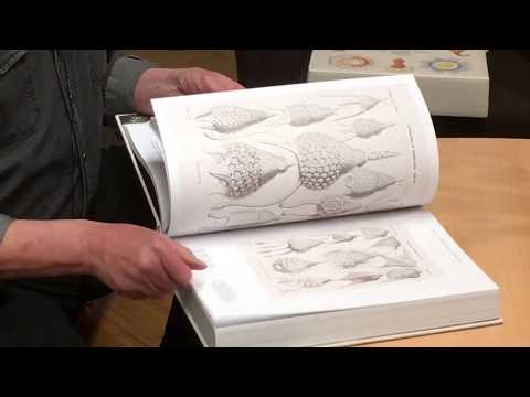 Buchbesprechung: Kunst und Wissenschaft von Ernst Haeckel - Taschen Verlag