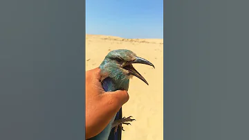 طائر ابو الخدير سبحان الخالق 