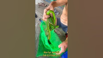 Cao thủ bắt rắn lục đuôi đỏ cực độc bằng tay ko bá bá đạo nhất trong lịch sử p1