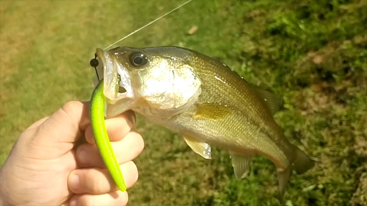 Pond Fishing Breakdown Top 5 Pond Baits YouTube