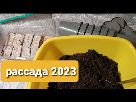 Рассада 2023 Проращивание Взошли просроченные семена Сажаю без пикировки.Перец, томаты,петуния.