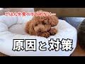 愛犬がフードを食べない！まさかそんな事が原因で⁉原因と対処方法について【凸凹トイプードル】