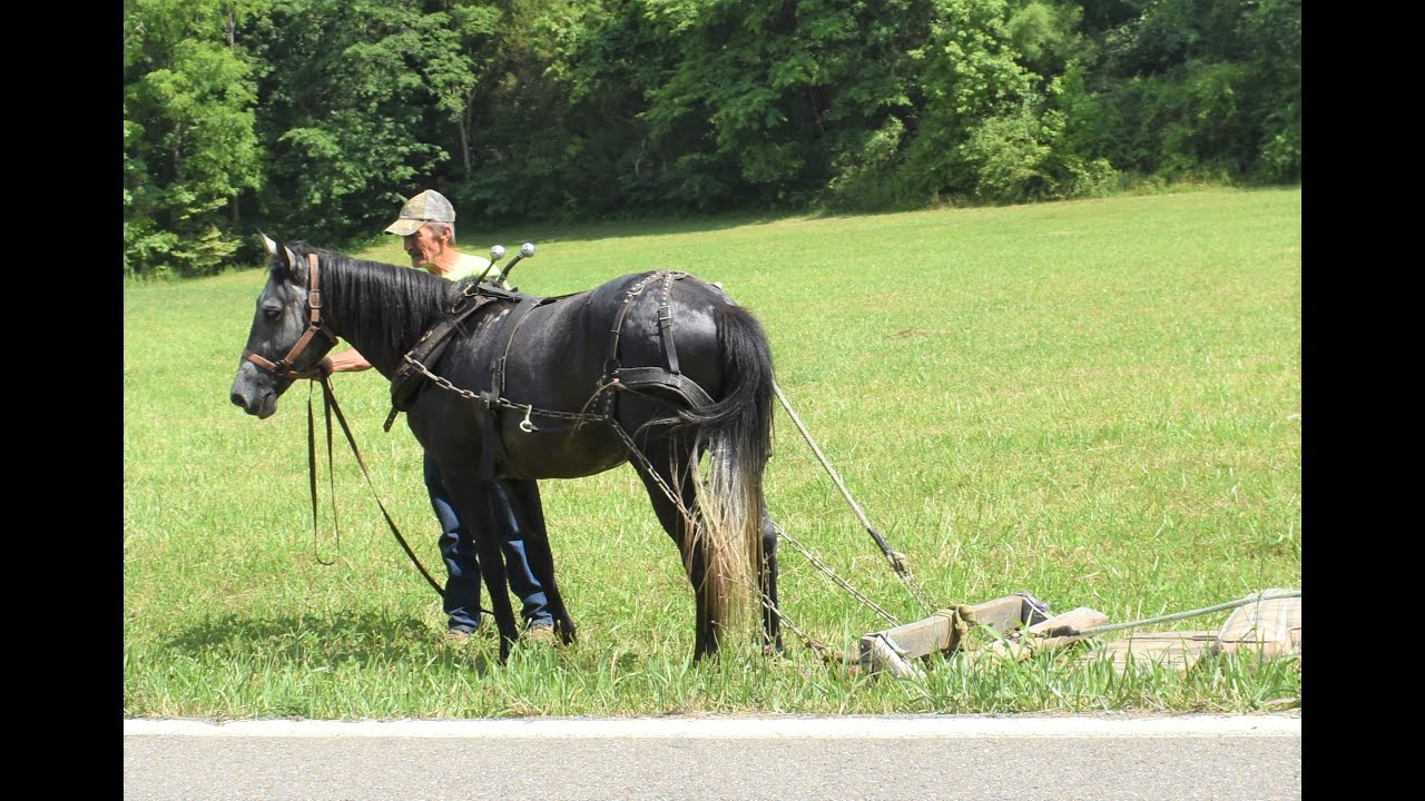 Runaway horse passes by during press conference for missing Summer Wells