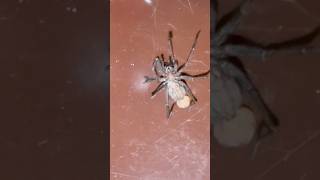 Big spider is running #suisse #switzerland #travel #house #spider #insects #nature