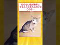 見知らぬ猫が勝手に家の中に入ってきたんだけどww #2ch面白いスレ