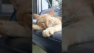 He feels good! 🤭 #cat #cats #catshorts #catlife #catvideos #catvideo #funny #funnycats#orangecat #yt
