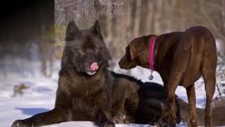 Giant Black Wolf Dog