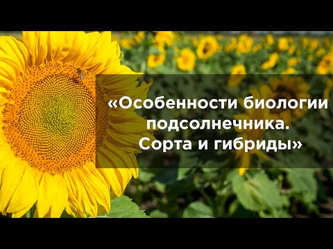 Особенности биологии подсолнечника  Сорта и гибриды
