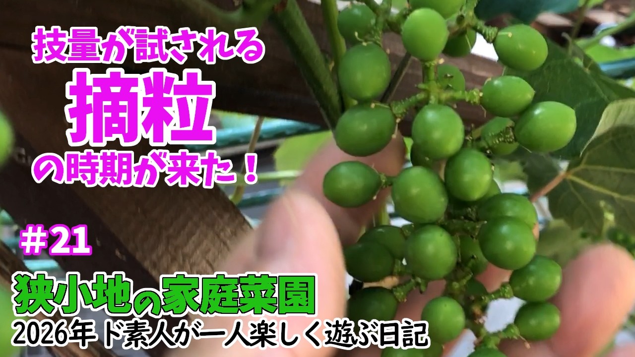 家庭菜園】ぶどうの摘粒をする！今年は房数が約半分で楽勝と思いきや