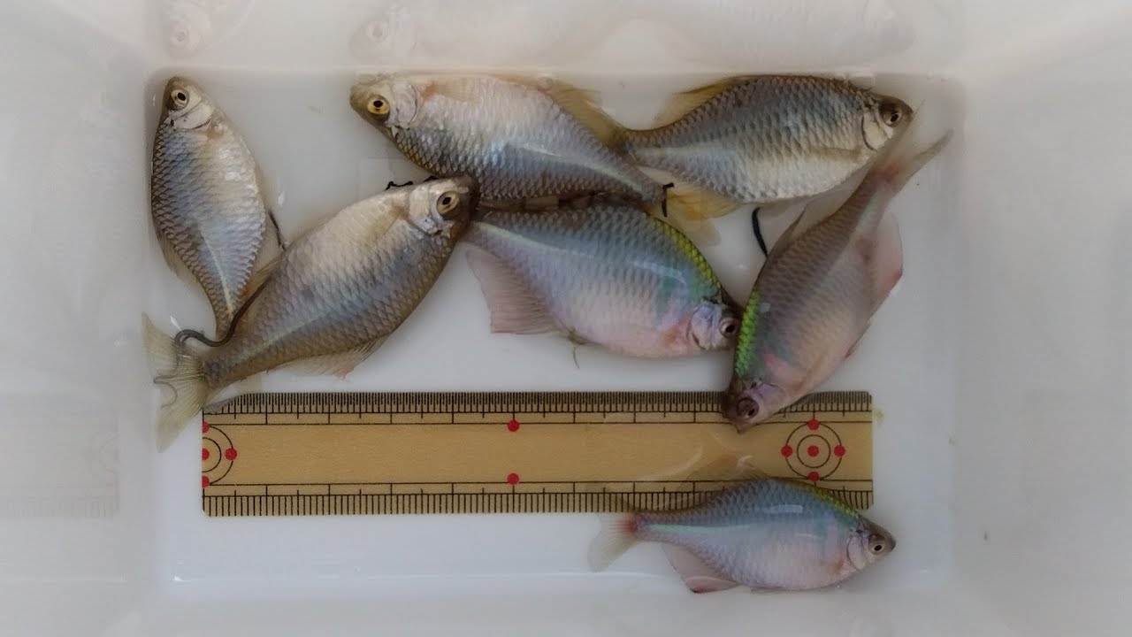 タナゴ釣り🐟2025/05/04/SU🌤️釣果記録🧟超渋くて意地になった