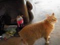 Fetching Manx Cat Best Ever の動画、YouTube動画。