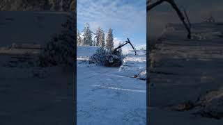 Forwarder unloading pine timber