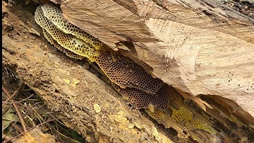 cận cảnh bắt ong mật trong hốc cây .Close-up of catching honey bees in the tree hole.