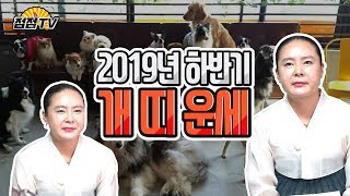 (인천용한점집)올하반기 개띠운세 20대부터60대까지 개띠분들 주목!![점점tv]