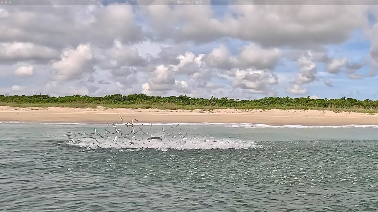 Тарпон Муллет Ран