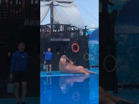 МОРЖ КАЧАЕТ ПРЕСС🤯