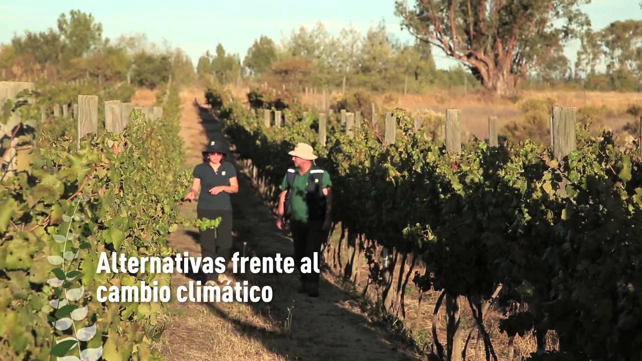 INIA RAIHUÉN - Producción vitivinícola en el secano