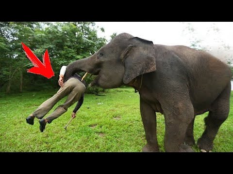 Video: Elefantët në Tajlandë: fakte interesante