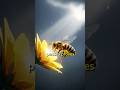 👉 Would You Still Fly If It Started Raining? 🐝🌧️#Shorts #Motivation #NeverGiveUp #AnimalShorts