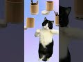 Funny Cat Showcasing our products #edsonsoon #smartphone