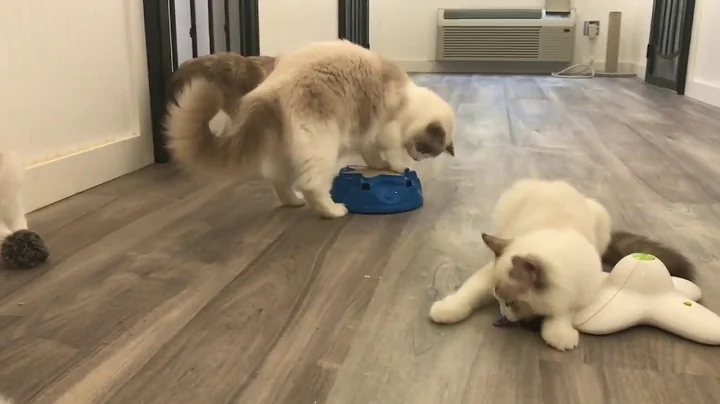 Watch the video about Eyes Of Blue Cattery (Ragdoll Cats)