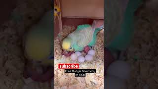 Newborn Budgie Gets it’s First feed