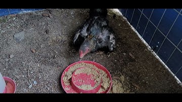 ME NYUAM QAIB THAIB May 29, 2021