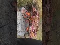 A simple way to make goat meat in my hometown
