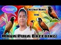 Maya Pula, Chestnut Munia Breeding #Lonchura Atricapilla , Nagsimula na silang mag breed, #mayapula