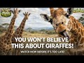 Shocking Giraffe Facts That Will Blow Your Mind! 