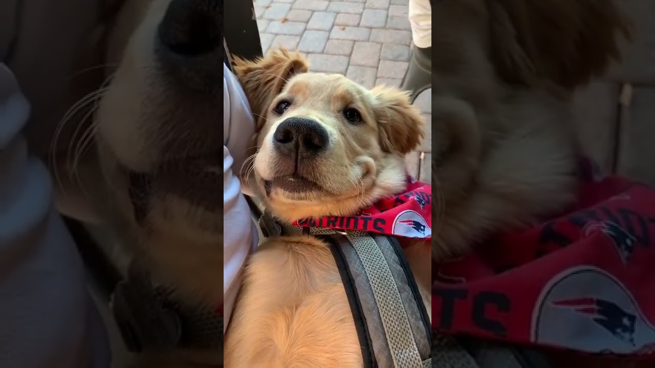 😍Best Funny Animal🐕‍🦺| Cute Puppy😘| 