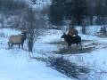 Elk scaring Moose away