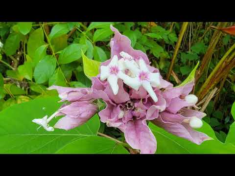 Wideo: Ogrody botaniczne na Maui pokazują kwiatowy spendor na Hawajach